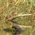 Pseudemys nelsoni (Floridarotbauchschmuckschildkröte)
